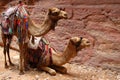 Two harnessed camels in Petra against the background of the rock