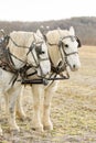 Two Harnessed Percheron Draft Horses Royalty Free Stock Photo