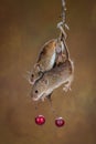 Two harvest mice on a branch