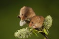 Two Harvest mouse sat on a hawthorn branch Royalty Free Stock Photo