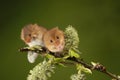 Two Harvest mouse sat on a hawthorn branch Royalty Free Stock Photo