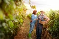 Two harvest workers in the vineyard Royalty Free Stock Photo