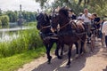 Two he has Bay horses in harness carry tourists in the carriage and wagon in the summer Royalty Free Stock Photo