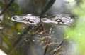 Two hatchling baby American Alligators swimming in Nini Chapin Pond  at Pinckney Island National Wildlife Refuge Royalty Free Stock Photo