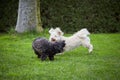 Two havanese dogs playing on the grass in the garden Royalty Free Stock Photo