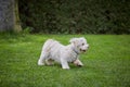 Two havanese dogs playing on the grass in the garden Royalty Free Stock Photo