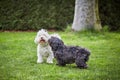 Two havanese dogs playing on the grass in the garden Royalty Free Stock Photo