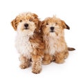Two Havanese Poodle Crossbreeds Royalty Free Stock Photo