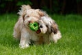 Two havanese puppies play together in the grass