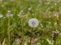 Three dandelions in a field. Royalty Free Stock Photo