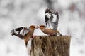 Two Hawfinch Coccothraustes coccothraustes fight at the feeder Royalty Free Stock Photo