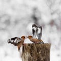 Two Hawfinch Coccothraustes coccothraustes fight at the feeder Royalty Free Stock Photo