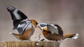 Two Hawfinch fight at the feeder Royalty Free Stock Photo