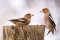 Two Hawfinch fight at the feeder Royalty Free Stock Photo