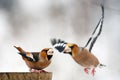 Two Hawfinch fight at the feeder Royalty Free Stock Photo