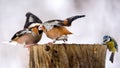 Two Hawfinch fight at the feeder Royalty Free Stock Photo