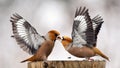 Two Hawfinch fight at the feeder Royalty Free Stock Photo
