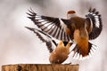 Two Hawfinch fight at the feeder Royalty Free Stock Photo