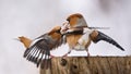 Two Hawfinch fight at the feeder Royalty Free Stock Photo