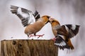 Two Hawfinch fight at the feeder Royalty Free Stock Photo