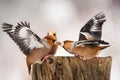 Two Hawfinch fight at the feeder Royalty Free Stock Photo