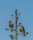 Two Hawks, Birds In An Agave Tree Close Up