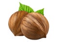 Two hazelnut isolated closeup without shell with leaf as package design elements. Fresh filbert on white background. 2 Nut macro Royalty Free Stock Photo