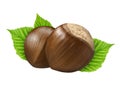 Two hazelnut isolated closeup in shell with leaf as package design elements. Fresh organic filbert white background. 2 Nut macro Royalty Free Stock Photo