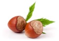 Two hazelnuts with leaves on white background close-up Royalty Free Stock Photo