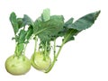 Two head of kohlrabi.