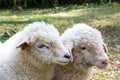 Two head of young lamb animal in farm background Royalty Free Stock Photo