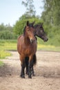 Two headed brown and black horse Royalty Free Stock Photo