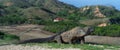 Two-headed dragon. Komodo dragon ( Varanus komodoensis ) in natural habitat. Biggest living lizard in the world. island Rinca.