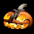 The two headed Japanese rat snake on black with Haloween pumpkin Royalty Free Stock Photo