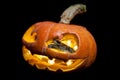 The two headed Japanese rat snake on black with Haloween pumpkin Royalty Free Stock Photo