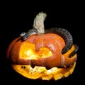 The two headed Japanese rat snake on black with Haloween pumpkin Royalty Free Stock Photo