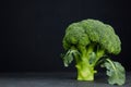 One head of healthy salad. fresh green broccoli. horizontal view of green vegetable flower. healthy diet. copy space. green Royalty Free Stock Photo