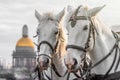 Two heads of white horses with a mane in a harness in Saint-Petersburg against the backdrop of St. Isaac`s Cathedral. Royalty Free Stock Photo