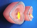 Two heart candles Royalty Free Stock Photo