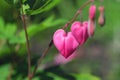 Two heart flower Dicentra. Royalty Free Stock Photo