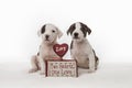 Two hearts one love puppies with valentines day message