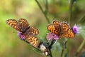 Two Heath Fritillary butterflies Royalty Free Stock Photo