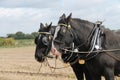 Two Heavy Working Horses. Royalty Free Stock Photo