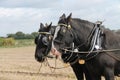 Two Heavy Working Horses.