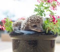 Two Hedgehog in pot flowers Royalty Free Stock Photo