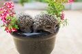 Two Hedgehog in pot flowers Royalty Free Stock Photo
