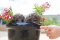 Two Hedgehog in pot flowers Royalty Free Stock Photo