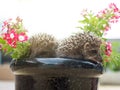 Two Hedgehog in pot flowers Royalty Free Stock Photo