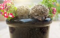 Two Hedgehog in pot flowers Royalty Free Stock Photo