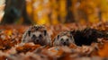 Two hedgehogs are seen exploring carpet of vibrant autumn leaves in peaceful forest. Royalty Free Stock Photo